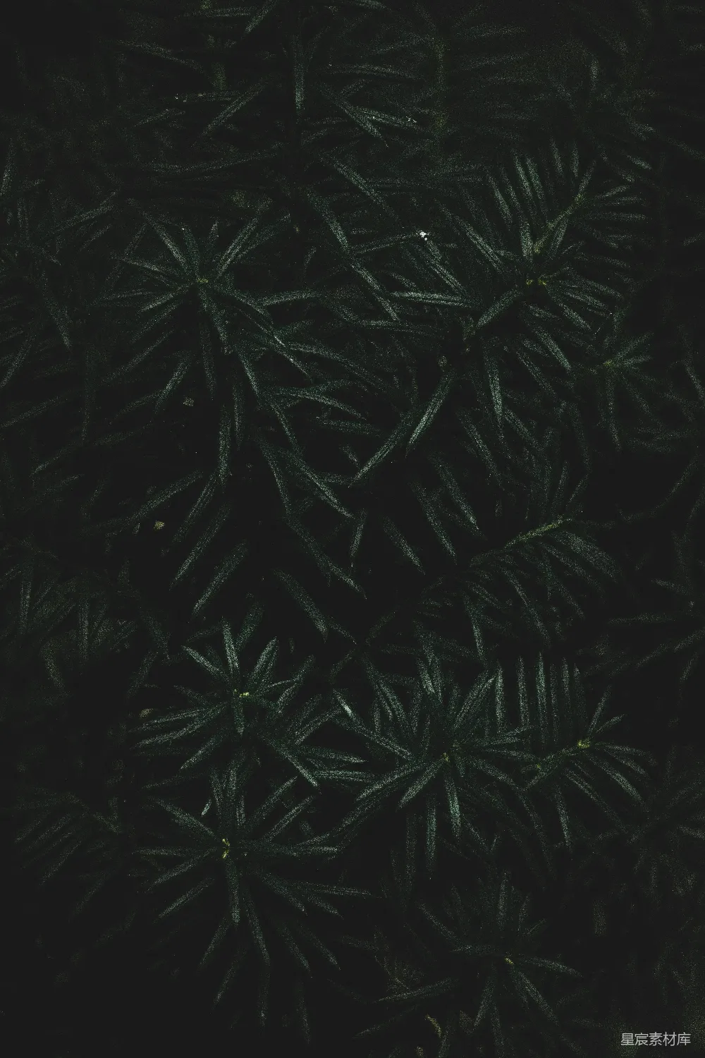 高清摄影 植物 深绿色 自然 纹理 背景 深邃的绿色植物纹理