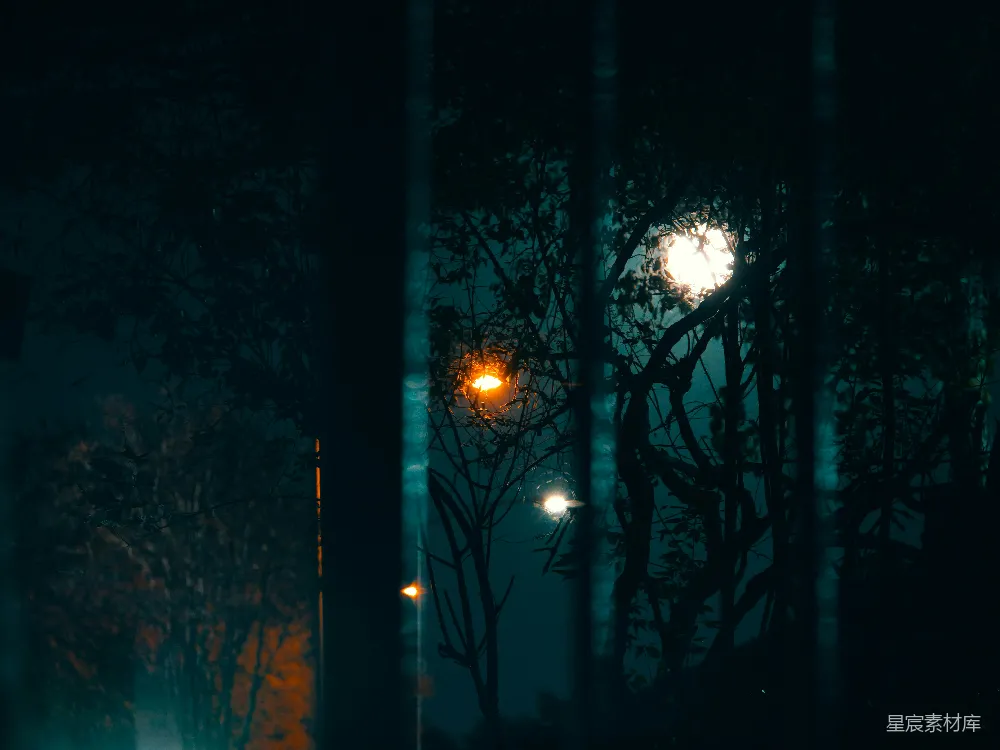 高清摄影 夜晚 森林 灯光 神秘 自然 夜幕下的光与影