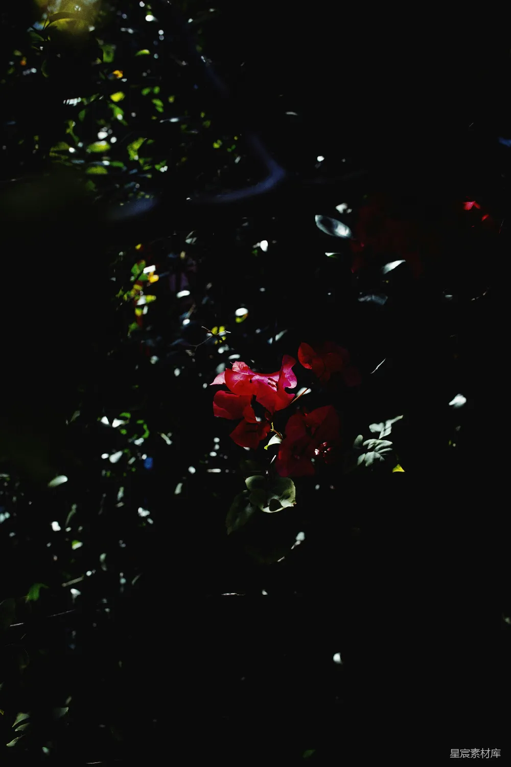 高清摄影 暗夜 红花 自然 摄影 宁静 暗夜中的红花