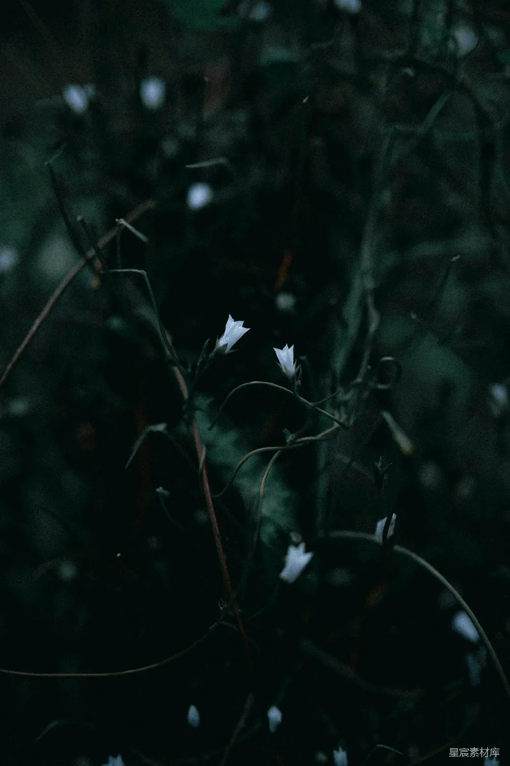 高清摄影 森林 自然 花苞 幽暗 神秘 幽暗森林中的白色花苞