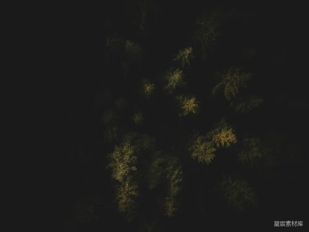 高清摄影 森林 俯瞰 自然 宁静 深邃 森林俯瞰