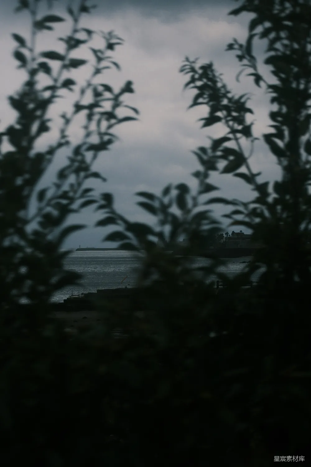 高清摄影 海边 清晨 自然 宁静 植物 透过树叶看海景
