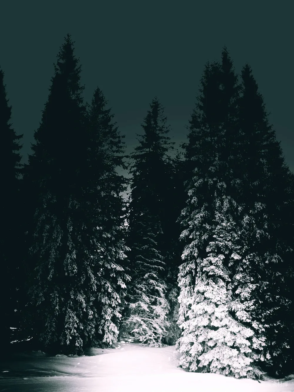高清摄影 森林 雪景 宁静 冬夜 自然 冬夜松林
