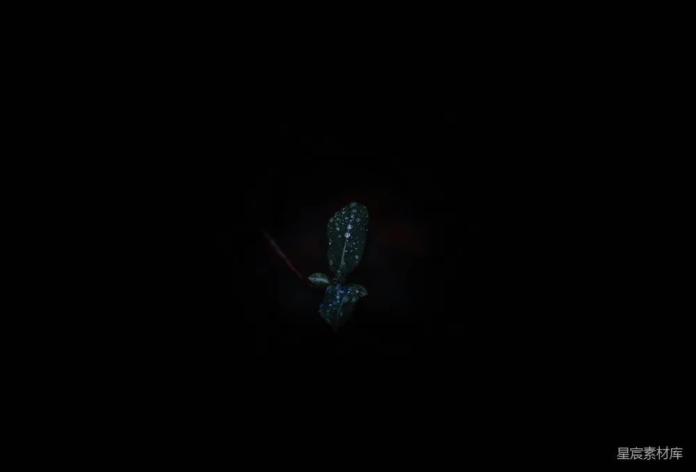 高清摄影 植物 夜景 露珠 静谧 自然 夜露下的小绿叶