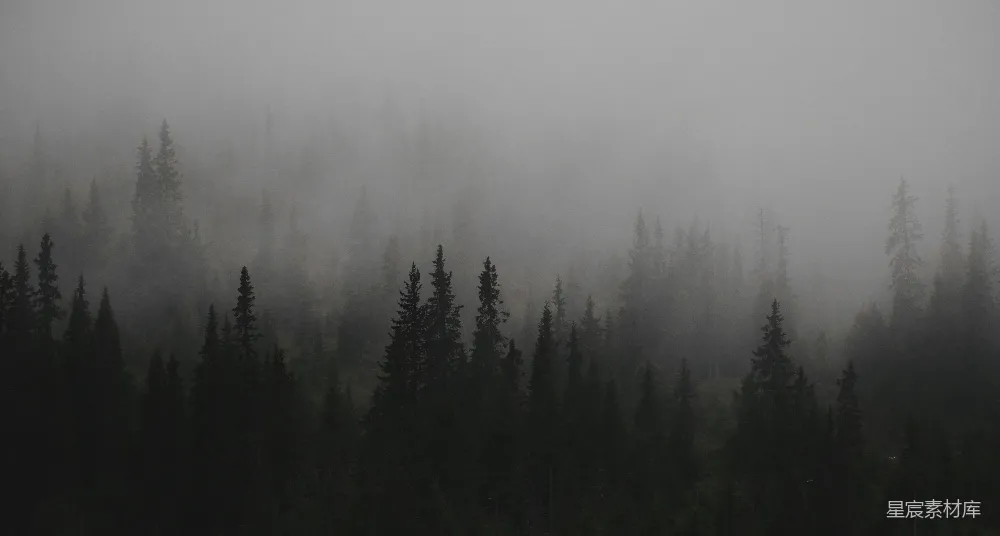 高清摄影 自然风光 森林 雾气 宁静 户外 雾中的松林