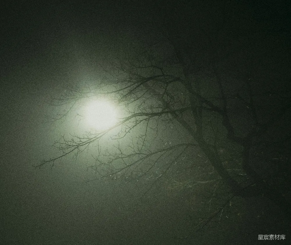 高清摄影 夜晚 树影 月光 自然 神秘 月光下的树影
