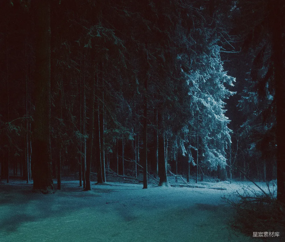 高清摄影 冬季 森林 雪景 静谧 自然 冬夜的雪林