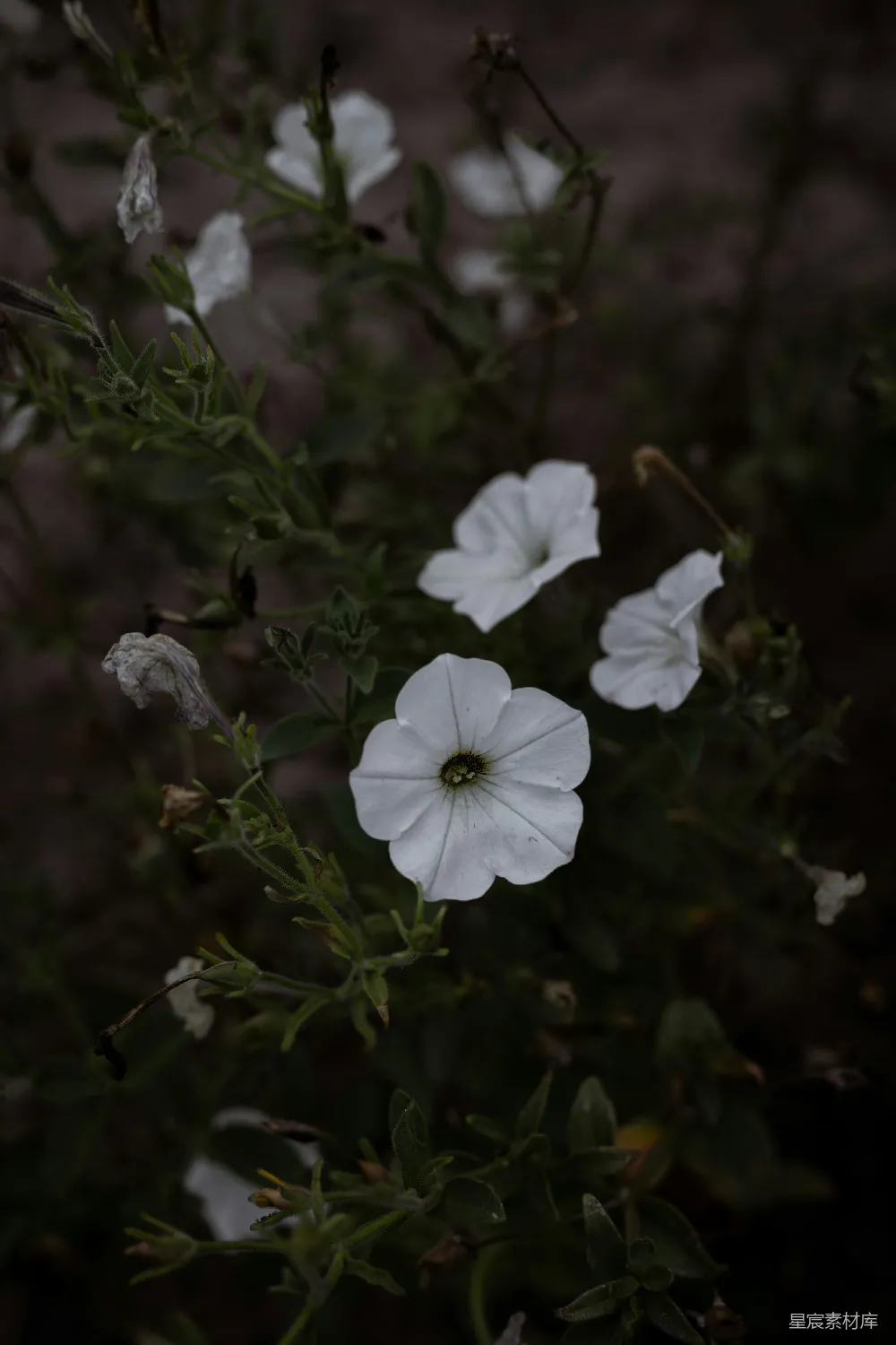 高清摄影 花朵 自然 宁静 花卉 户外 白色喇叭花的静谧之美