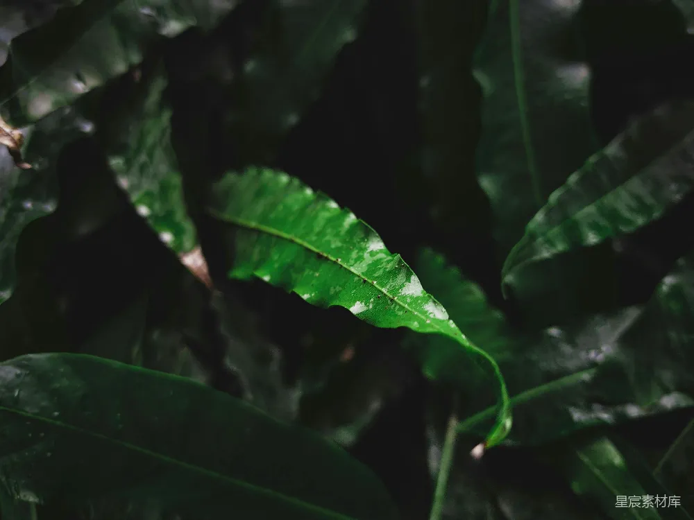 高清摄影 自然 绿色 雨后 植物 清新 雨后翠绿的叶子