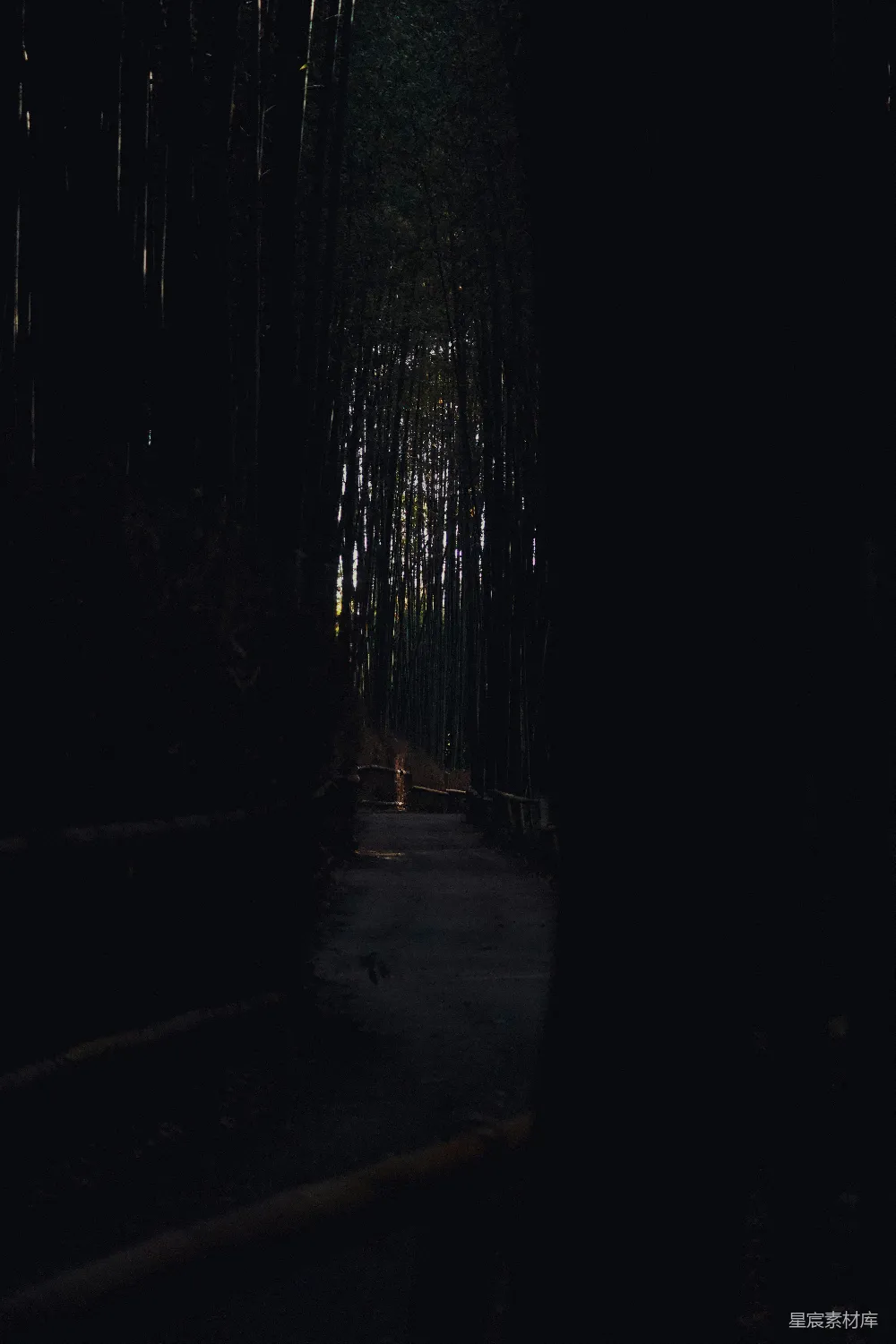 高清摄影 竹林 幽暗 小径 自然 静谧 幽暗的竹林小径