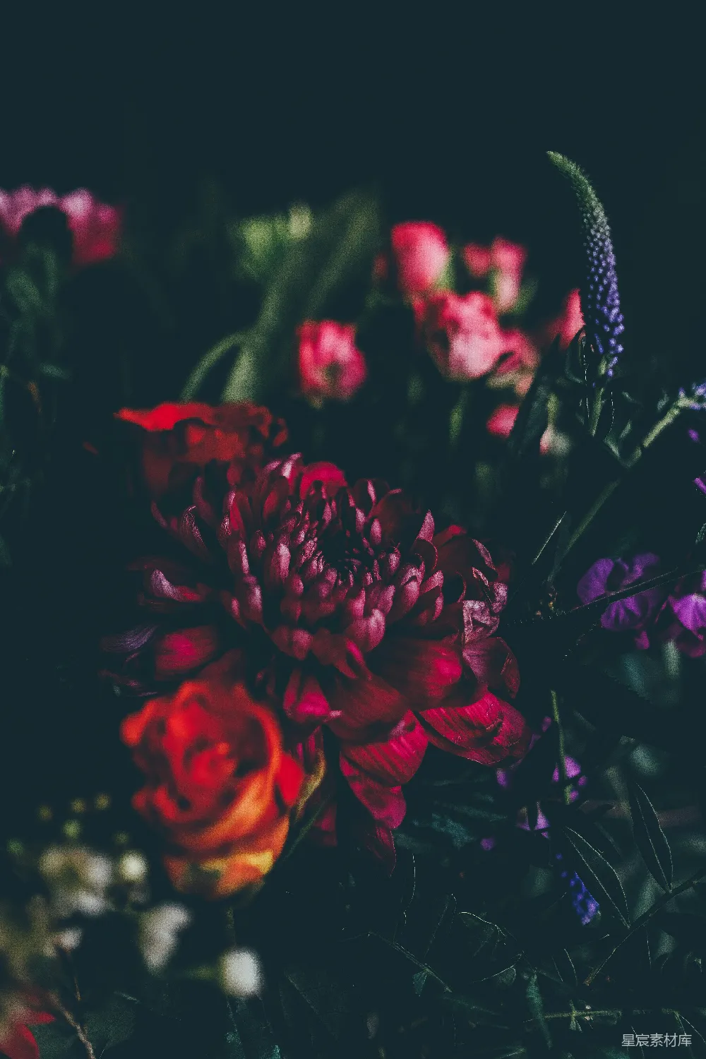 高清摄影 花卉 深色背景 红色 自然 摄影 深色背景下的红色花朵