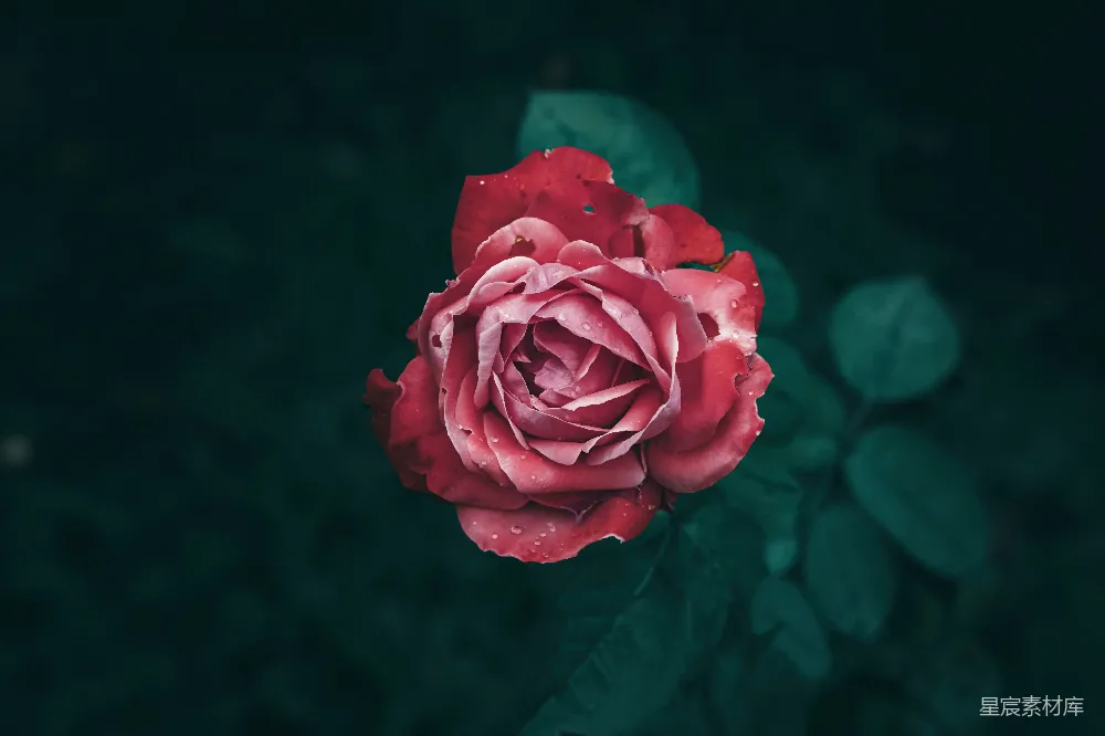 高清摄影 玫瑰 晨露 花卉 自然 浪漫 晨露中的红玫瑰