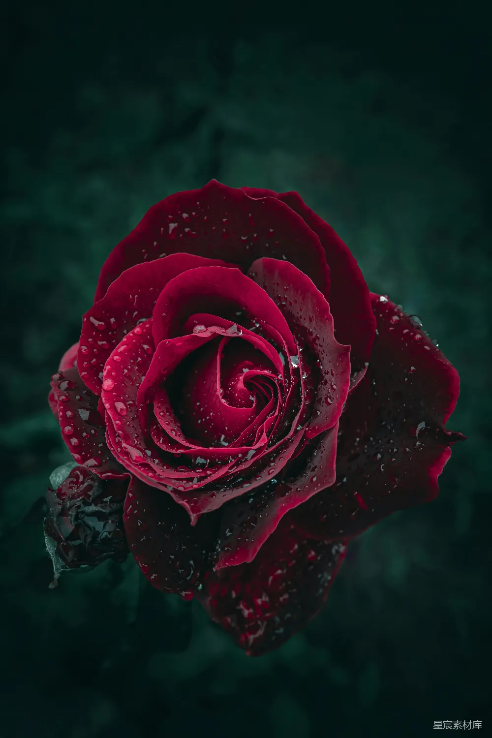 高清摄影 玫瑰花 暗夜 花卉摄影 爱情 艺术 暗夜红玫瑰