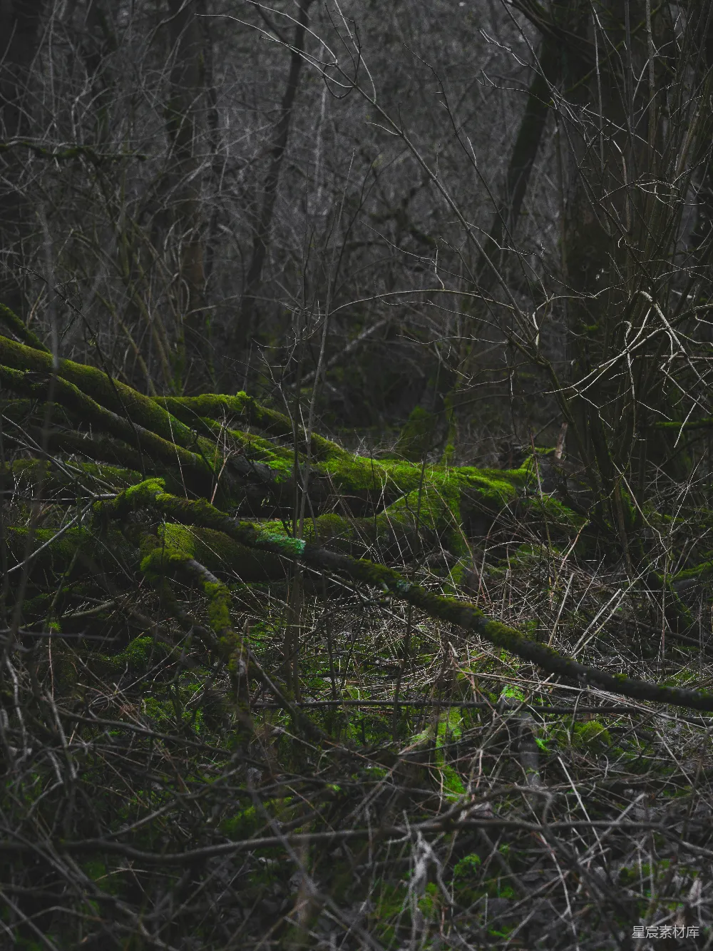 高清摄影 自然 森林 枯木 苔藓 宁静 苔藓覆盖的枯木