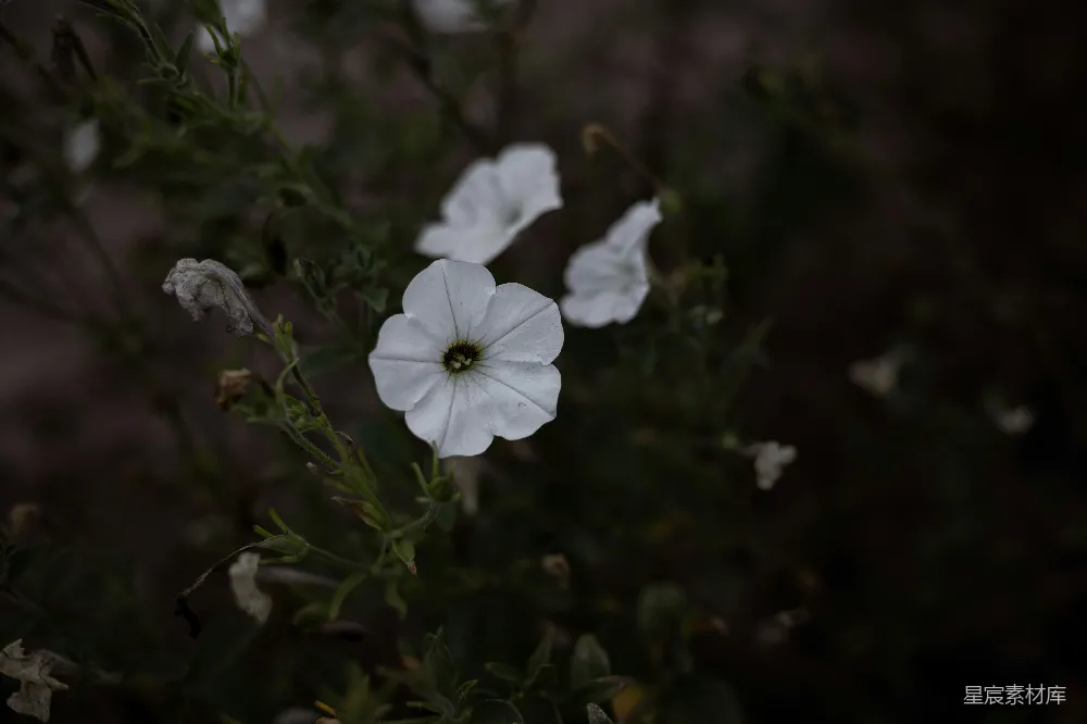 高清摄影 花朵 夜景 自然 宁静 摄影 白色花瓣与夜晚的宁静