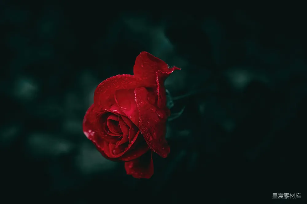 高清摄影 玫瑰 晨露 暗色调 花卉 浪漫 晨露中的红玫瑰