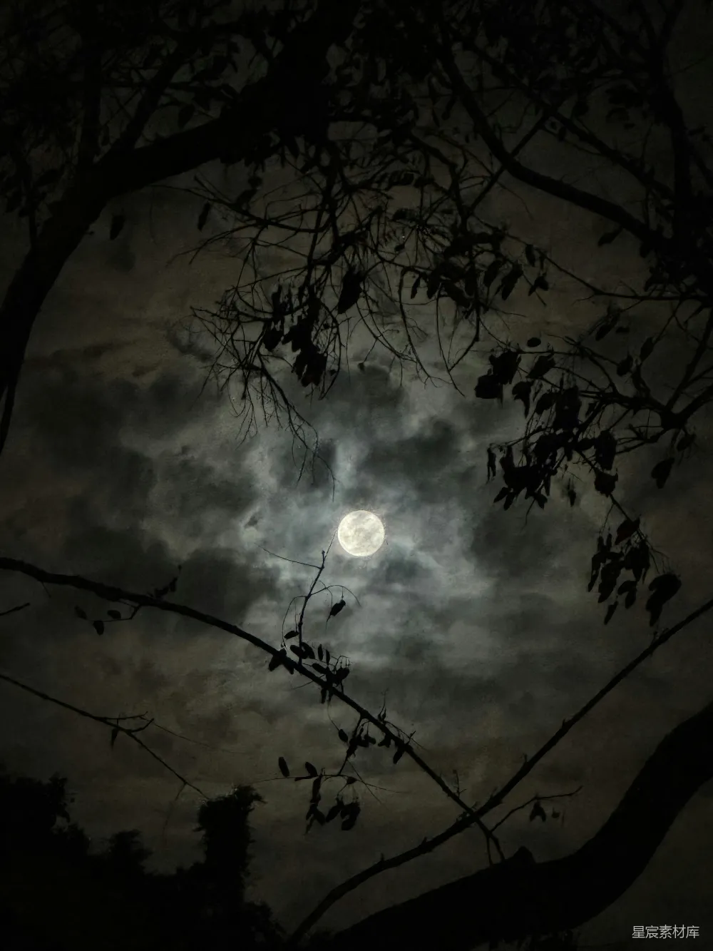 这张图片展示了一个宁静的夜晚景象，满月高挂在云层之上，被树枝和树叶的剪影包围。深色的树叶和枝干在月光下形成复杂的图案，营造出一种神秘而宁静的氛围。这种场景非常适合用作背景音乐的封面或电影中的夜晚场景。