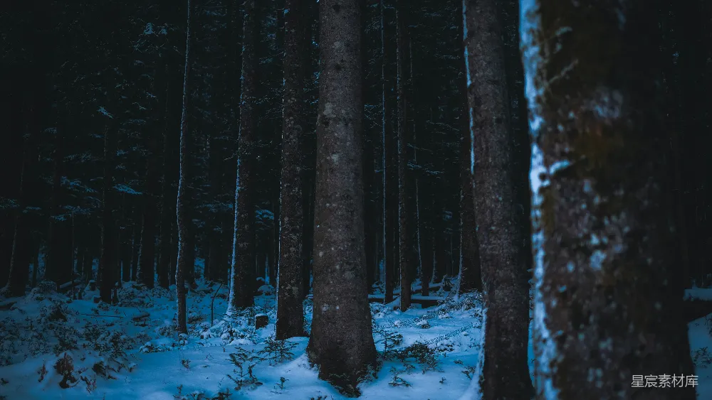 高清摄影 森林 雪景 夜晚 自然 宁静 冬夜森林