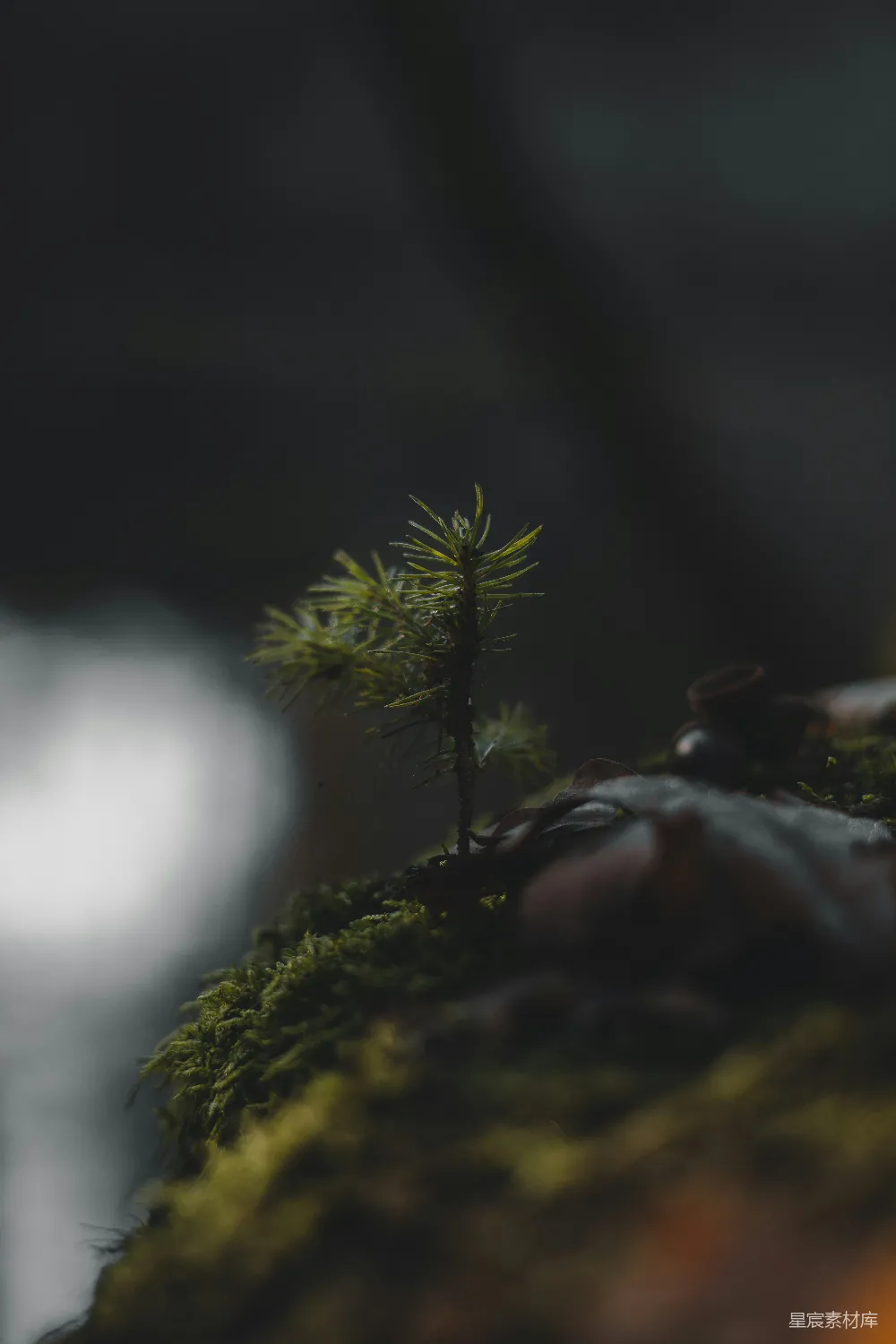 高清摄影 自然 苔藓 松树 森林 生机 森林中的苔藓与小松树