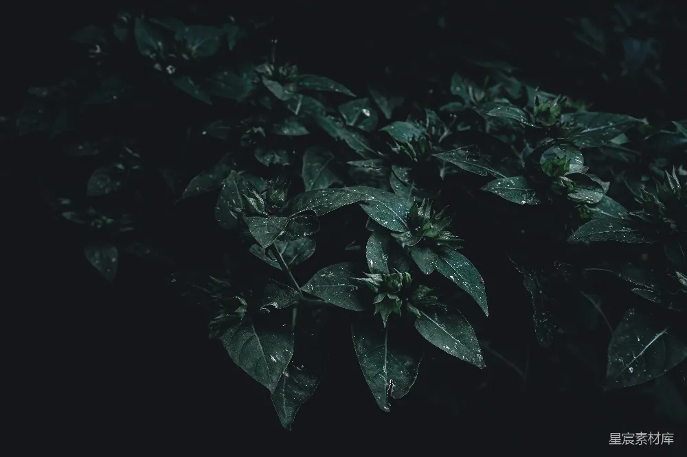 高清摄影 绿色 自然 雨后 植物 生机勃勃 雨后生机：湿润的叶子特写