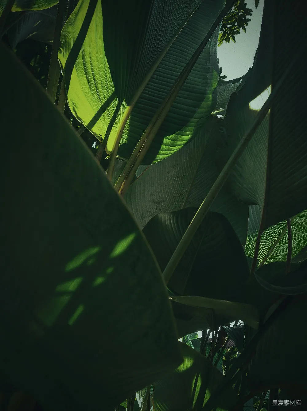 高清摄影 自然 光影 植物 宁静 户外 阳光透过树叶的光影