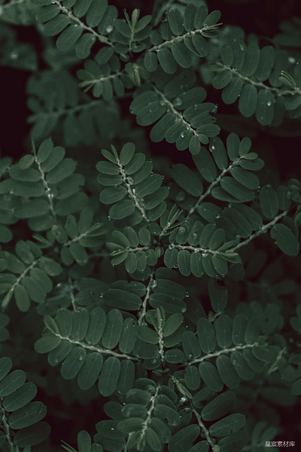 高清摄影 植物 自然 清新 晨露 绿色 晨露中的绿叶