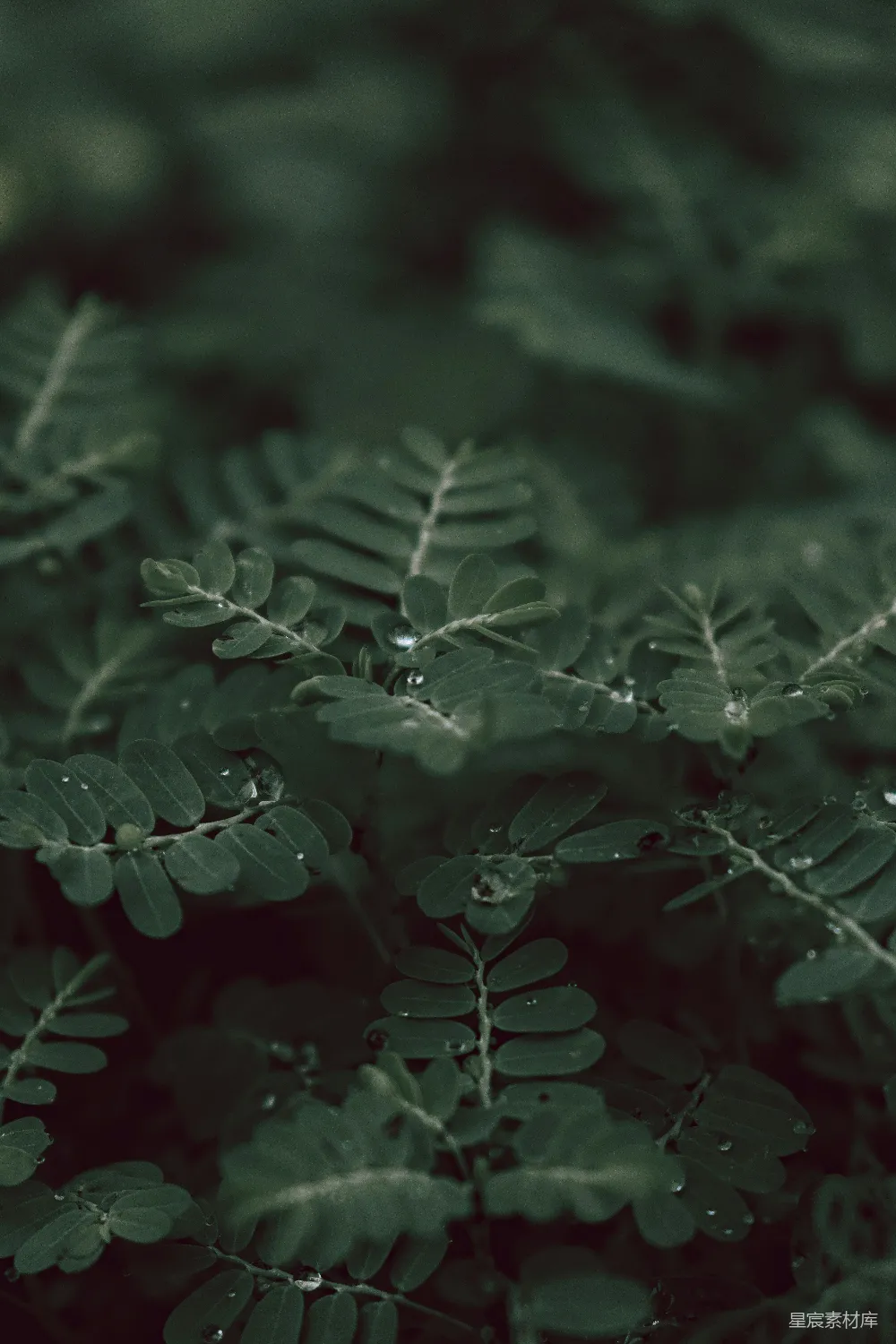 高清摄影 自然 植物 清晨 露珠 清新 晨露下的绿叶