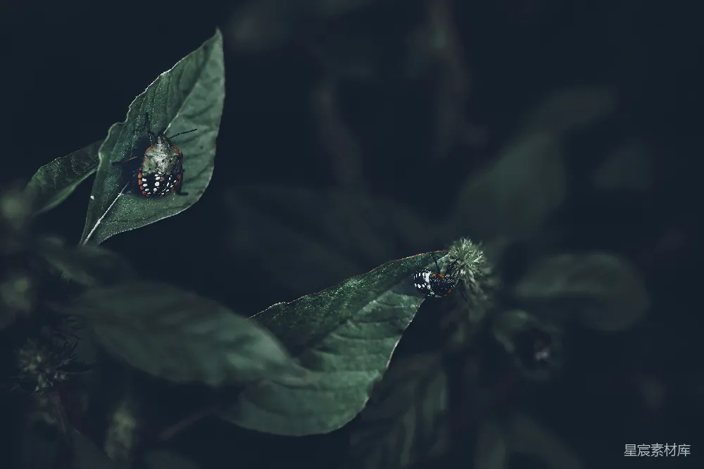 高清摄影 昆虫 自然 微距摄影 绿色植物 生态 绿叶上的昆虫