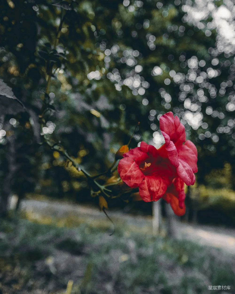 高清摄影 花卉 自然 色彩 光斑 艺术 红花与光斑的和谐之美