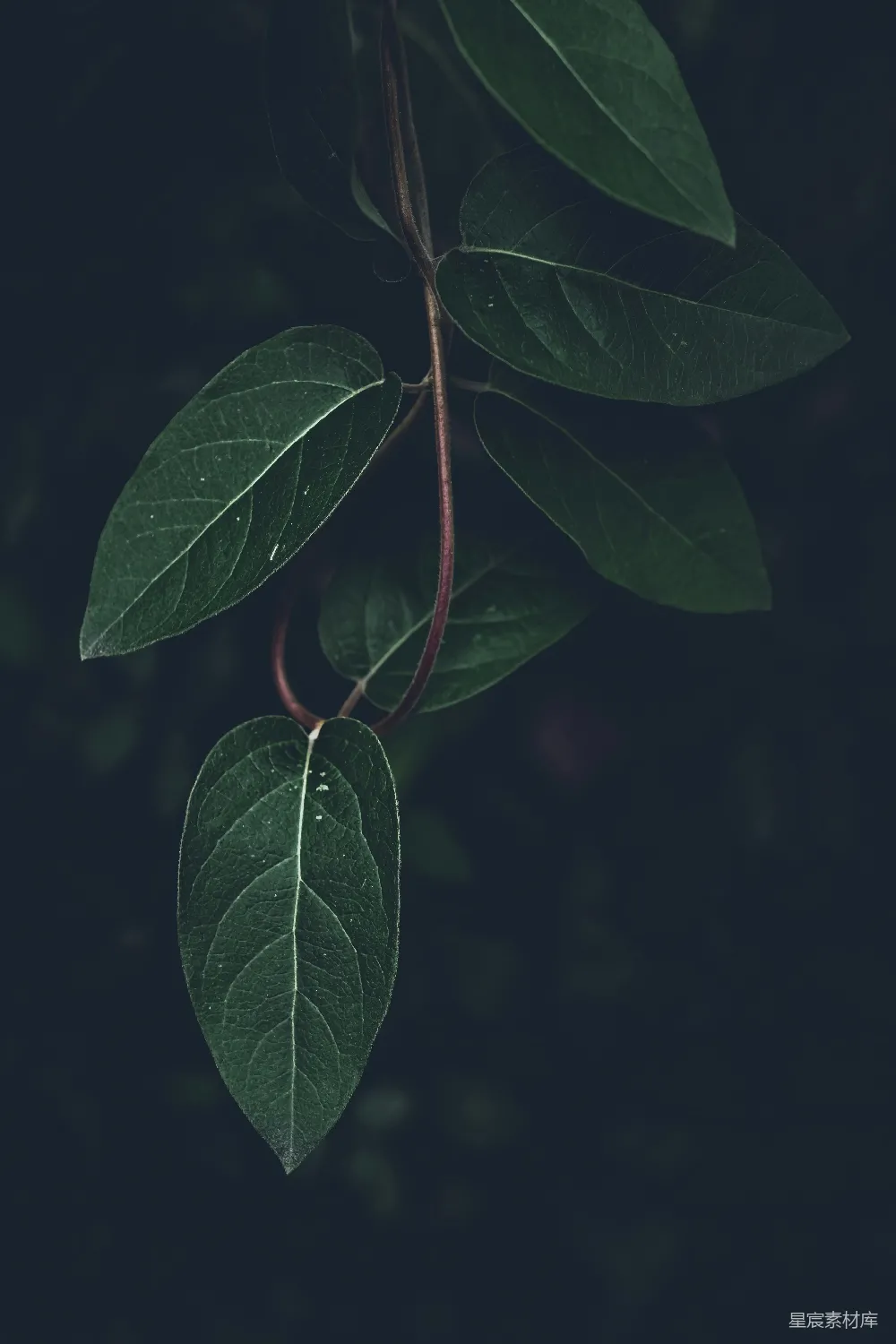 高清摄影 植物 自然 静谧 深色背景 叶子 绿叶在黑暗中的轮廓