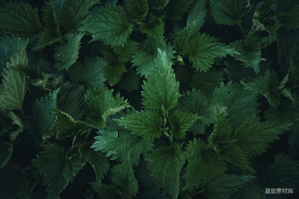 这张图片展示了茂密的荨麻植物，其深绿色的叶子覆盖了整个画面，呈现出一种自然的纹理感。适合用作背景或纹理素材，用于自然、植物或生态相关的主题。