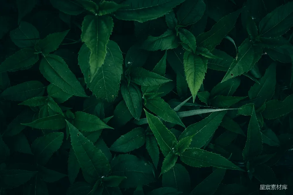 高清摄影 植物 自然 叶子 深绿色 背景 深绿色的植物叶子