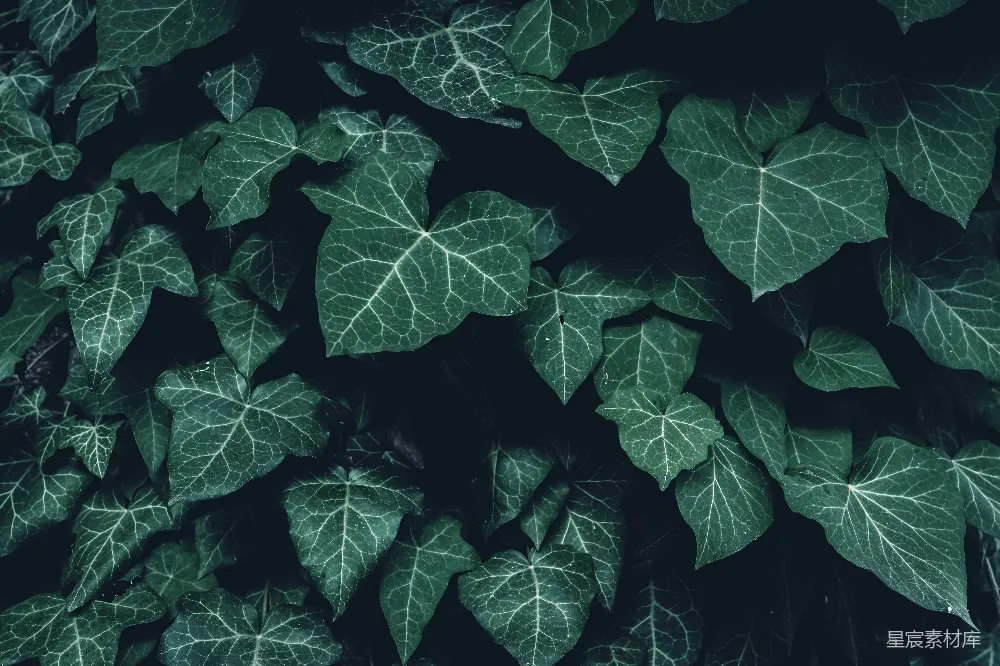 高清摄影 自然 植物 深绿色 光影效果 纹理 深邃绿叶的光影交织