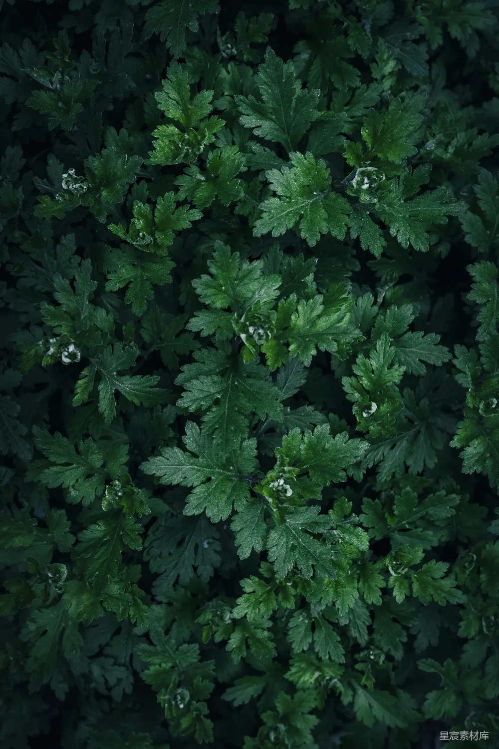 高清摄影 植物 纹理 自然 深绿色 背景 深绿色植物纹理
