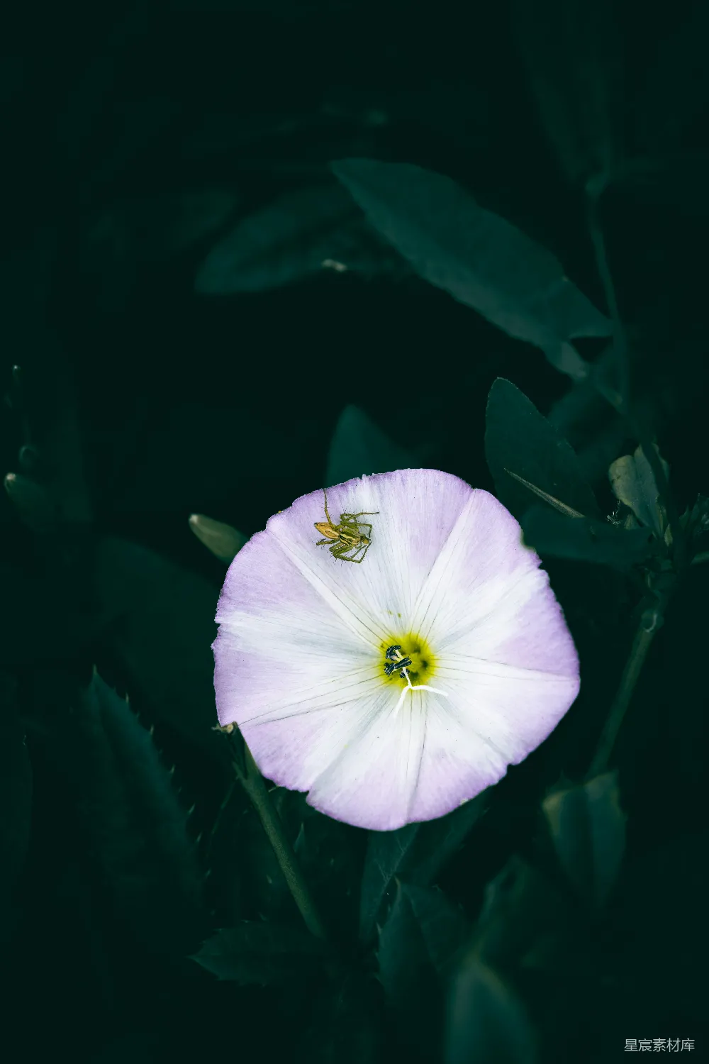 高清摄影 花朵 蜘蛛 自然 宁静 微距 花与蜘蛛的宁静时光