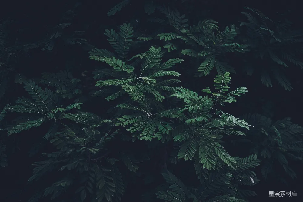 高清摄影 深绿色 植物 叶子 自然 宁静 深绿色植物的叶子