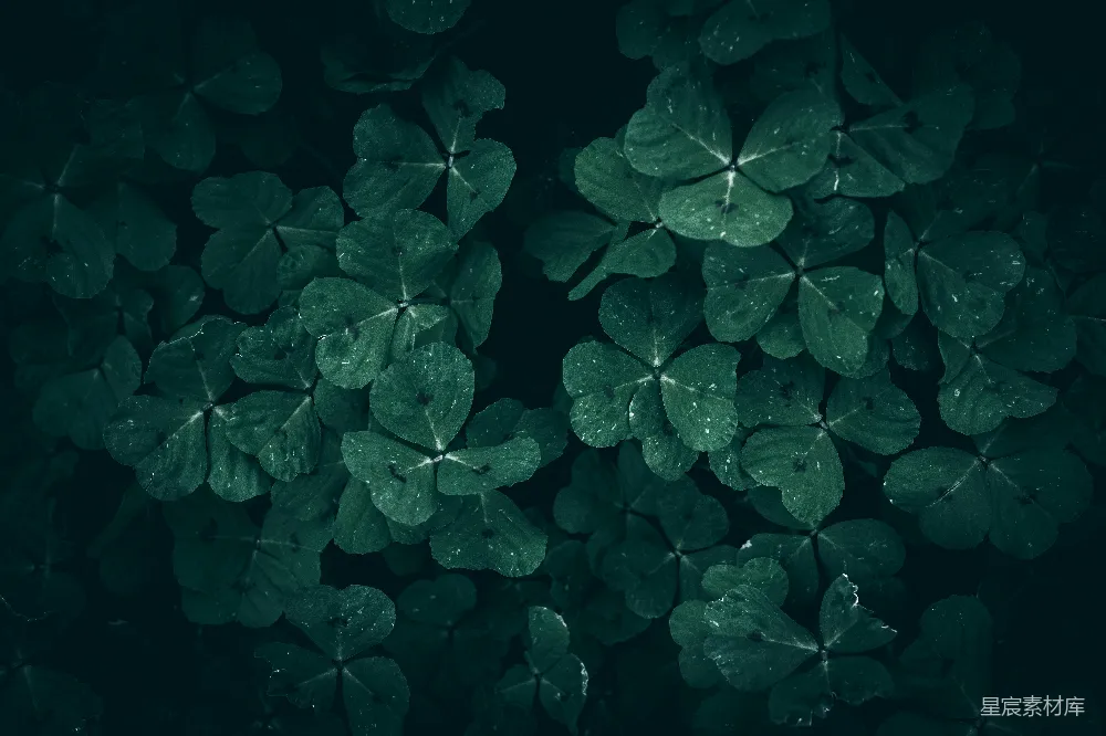 高清摄影 自然 四叶草 深绿色 背景 植物 深邃的绿色四叶草