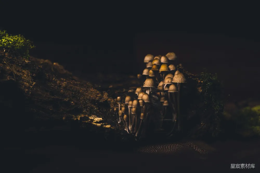 高清摄影 蘑菇 森林 黑暗 自然 神秘 森林中的神秘蘑菇