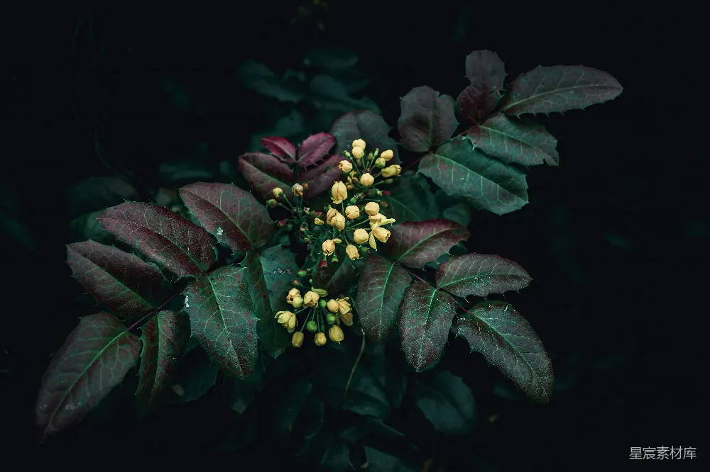 高清摄影 植物 深绿色 自然 花朵 神秘 深绿色植物的神秘之美