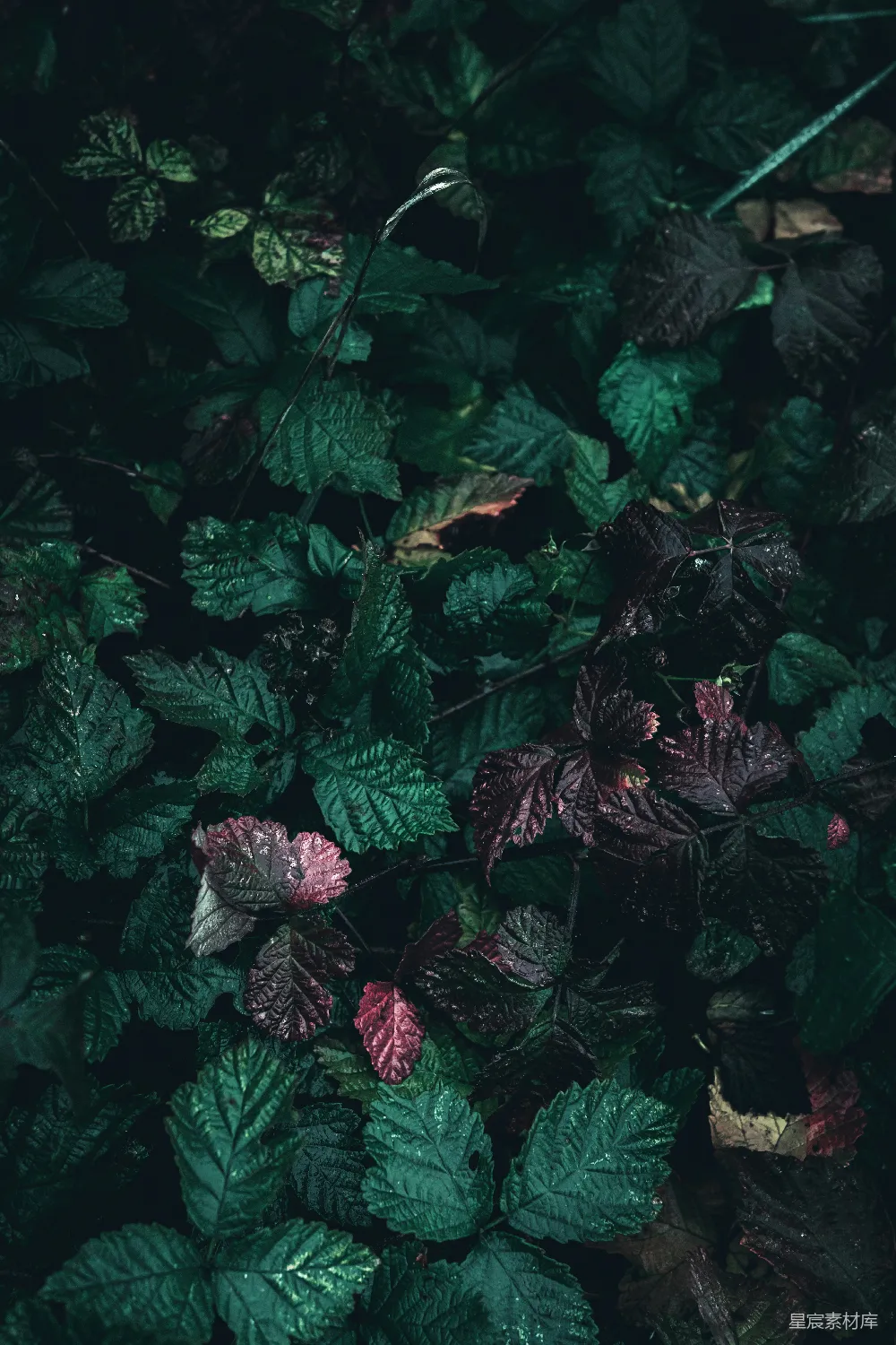 高清摄影 自然 植物 摄影 绿色 秋天 深绿中的神秘红色