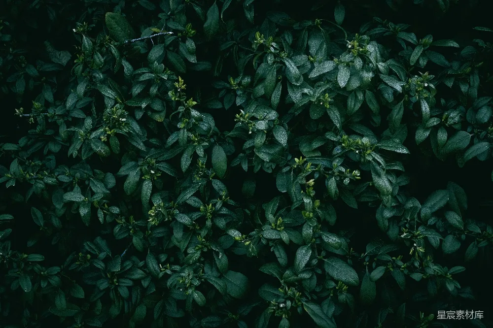 高清摄影 植物 自然 雨后 绿色 树叶 雨后绿叶