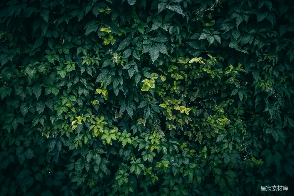 这张图片展示了茂密的绿色植物墙，叶子密集而繁复，呈现出自然的绿色调。这种背景适合用于环境、生态相关的主题，或者作为自然风格的背景。
