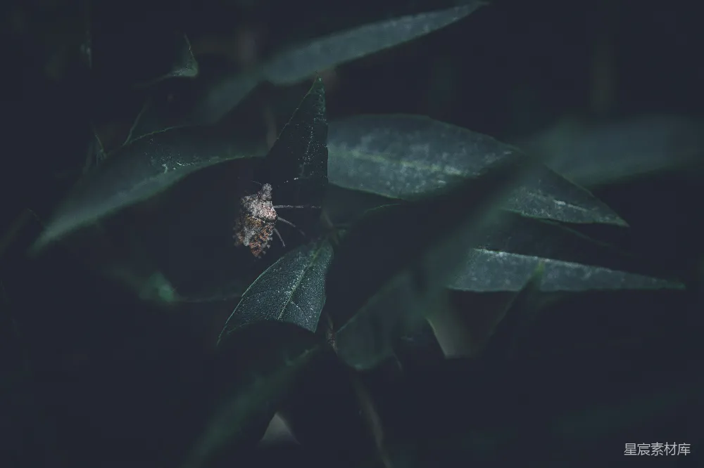 高清摄影 昆虫 绿色植物 自然 户外 微距摄影 叶上的小昆虫