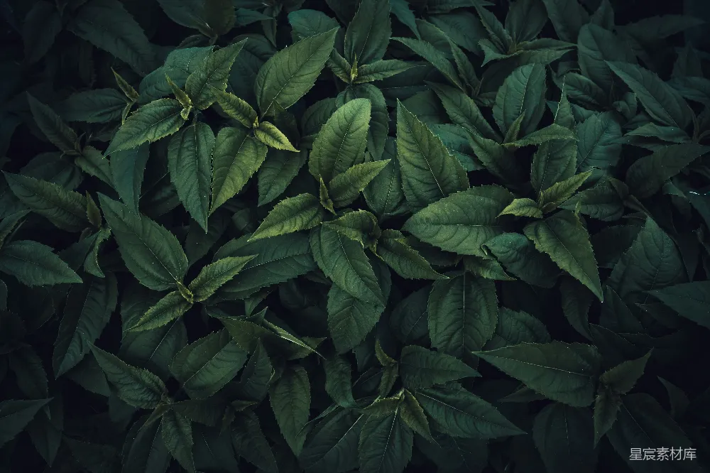 高清摄影 植物 深绿色 纹理 自然 背景 深绿色植物叶子纹理