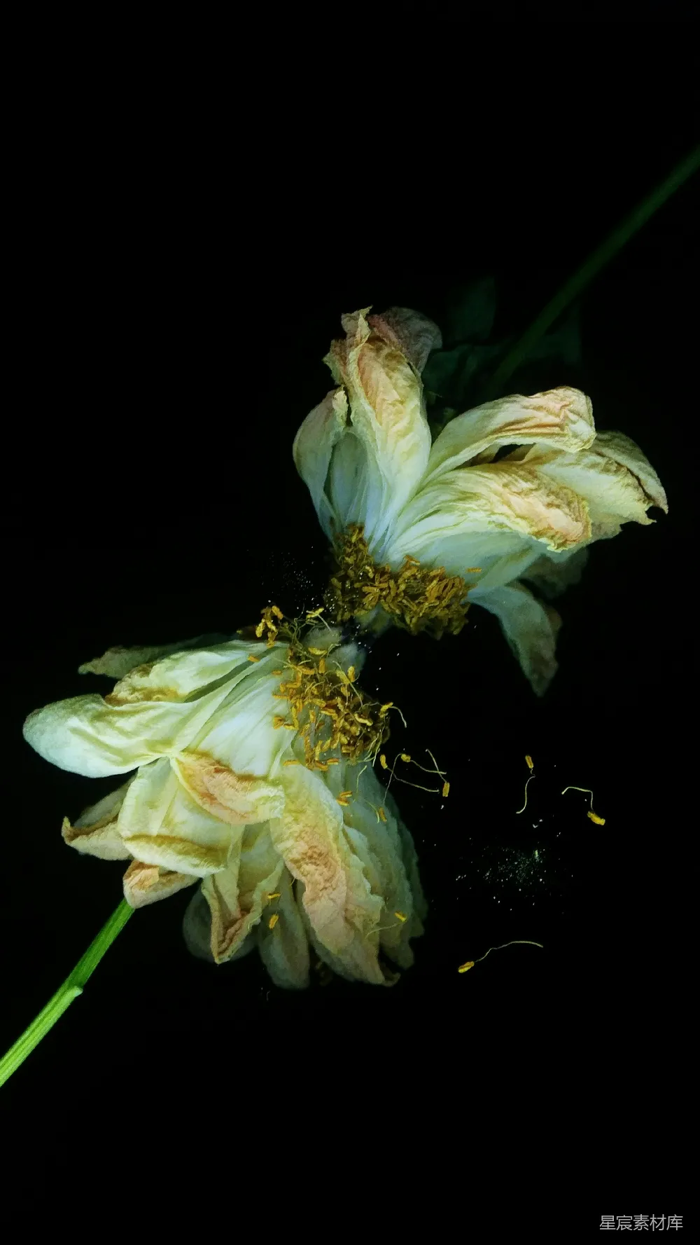 这是一张展示凋零花朵的图片，花瓣在黑暗的背景下显得格外醒目。花朵的细节在光线的照射下被突出展现，花瓣边缘的枯黄和内部的花蕊呈现出一种深浅不一的色调。整体画面给人一种静谧而略带忧伤的感觉，适合用作艺术作品的背景或情感表达的素材。