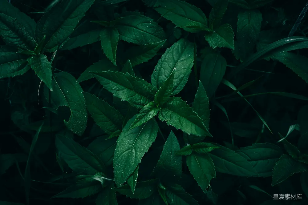 高清摄影 植物 自然 深绿 纹理 背景 深绿色植物的自然纹理