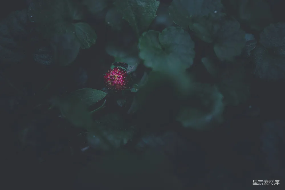 高清摄影 夜景 昆虫 花朵 自然 微距 暗夜中的红宝石