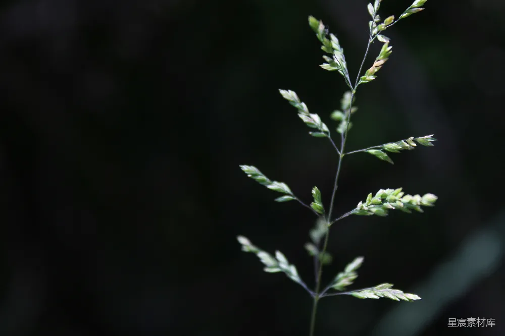 高清摄影 植物 自然 微光 清新 宁静 微光中的绿色植物