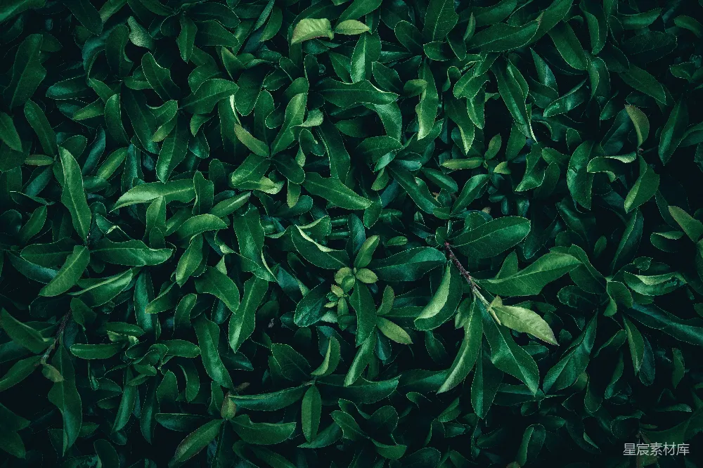 高清摄影 植物 纹理 自然 深绿色 背景 深邃的绿色植物纹理