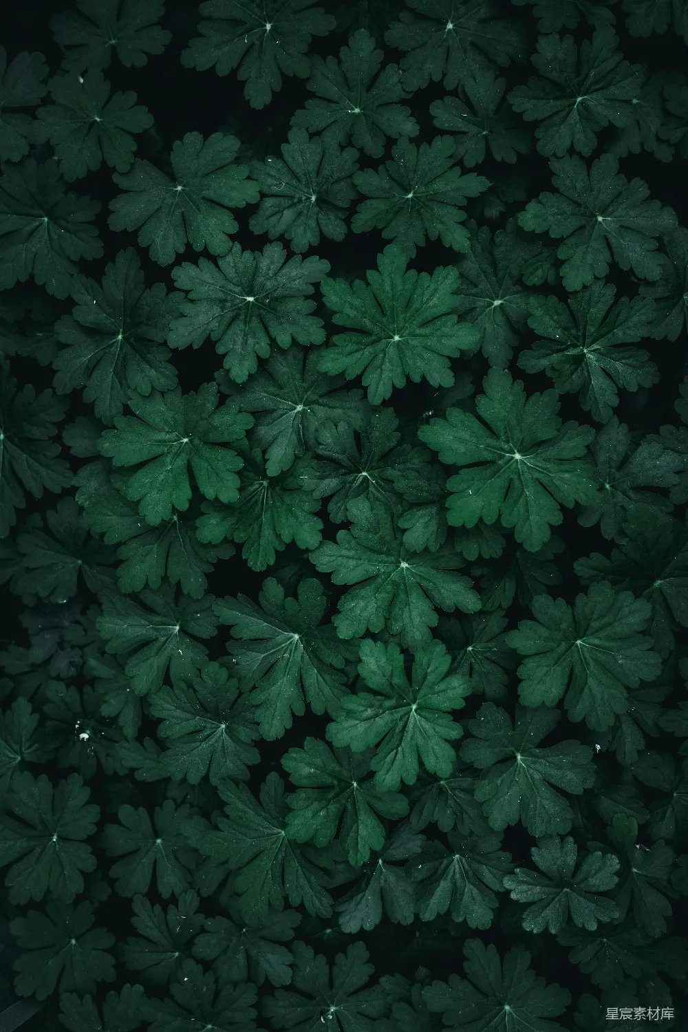 高清摄影 深绿色 植物叶片 纹理背景 自然图案 简约风格 深绿色植物叶片纹理